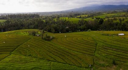 Private Villas in Bali with Rice Paddy Views