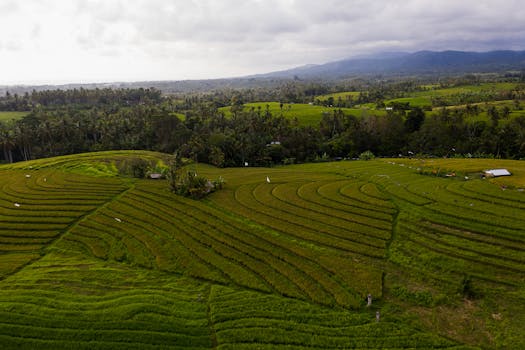 Private Villas in Bali with Rice Paddy Views